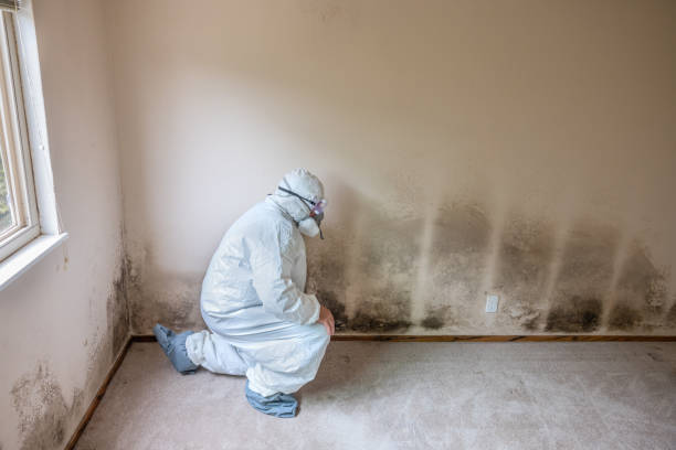 Mold Remediation for Vacation Homes in Quantico Base, VA